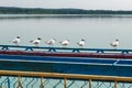 Seagulls are sitting on pier on shore of large lake