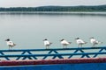 Seagulls are sitting on pier on shore of large lake Royalty Free Stock Photo