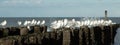 Seagulls sitting on pillars at the beach by the sea