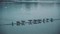 Seagulls sitting on pipes at riverside of Prague. Fauna, birds. Filmed on RED camera, 10 bit clolor