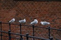 Seagulls sitting on the railing