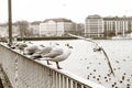 Seagulls sitting on a railing by the Hudson River Royalty Free Stock Photo
