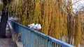 Seagulls sitting on railing by the river