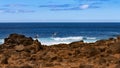 Seagulls on a rocky volcanic coast