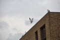 Seagulls sitting on roof of brown brick building on a gloomy day Royalty Free Stock Photo
