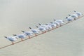 seagulls sitting on a rope Royalty Free Stock Photo