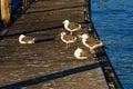 Seagulls Sitting And Standing On Dock At Sunrise Royalty Free Stock Photo