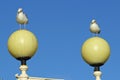 Seagulls sitting on the street lanterns