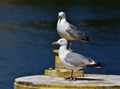 Seagulls sitting in the sun on bright yellow ground Royalty Free Stock Photo