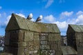 Seagulls sitting on the tower of an castle Royalty Free Stock Photo