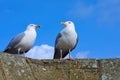 Seagulls sitting on the tower of an castle Royalty Free Stock Photo