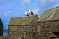 Seagulls sitting on the tower of an castle