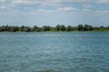 Seagulls sitting in water. Wetland and sea birds and nature