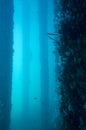 Underwater Observatory, Busselton Jetty, WA, Australia Royalty Free Stock Photo