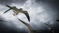 Seagulls in the sky, big clouds Royalty Free Stock Photo