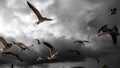 Seagulls in the sky, big clouds Royalty Free Stock Photo