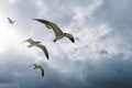 Seagulls in the sky, big clouds Royalty Free Stock Photo