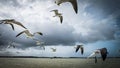 Seagulls in the sky, big clouds Royalty Free Stock Photo