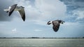 Seagulls in the sky, big clouds Royalty Free Stock Photo