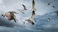 Seagulls in the sky, big clouds Royalty Free Stock Photo