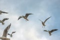 Seagulls in the sky many seagulls and one seagull in beautiful light at sunset and in the clouds Royalty Free Stock Photo