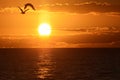 Seagulls soar past the bright orb of the sunrise on an island beach Royalty Free Stock Photo