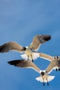 Seagulls Soaring Royalty Free Stock Photo