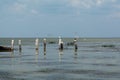 Seagulls some flying and other sitting on wooden posts in sea beach. Summer seascape Royalty Free Stock Photo