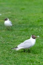 Seagulls on a spring grass Royalty Free Stock Photo