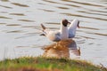 Seagulls on spring lake dance mating dances Royalty Free Stock Photo