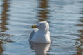 Seagulls in the springtime nice sunny day Royalty Free Stock Photo