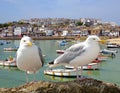 Seagulls Royalty Free Stock Photo