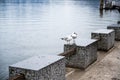 Seagulls stand on a concrete cube near lake