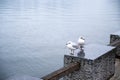 Seagulls stand on a concrete cube near lake