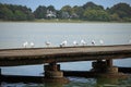 Seagulls stand on the pier Palic lake Royalty Free Stock Photo