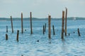 Seagulls standing on bamboo Royalty Free Stock Photo