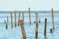 Seagulls standing on bamboo Royalty Free Stock Photo