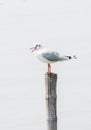 Seagulls standing on bamboo shore of the Sea Royalty Free Stock Photo