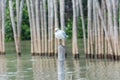 Seagulls standing on bamboo shore of the Sea Royalty Free Stock Photo