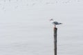 Seagulls standing on bamboo shore of the Sea Royalty Free Stock Photo