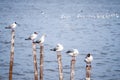 Seagulls standing on bamboo sticks Royalty Free Stock Photo