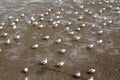 Seagulls standing on the beach at Bangpoo Royalty Free Stock Photo