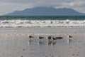 Seagulls standing on beach