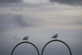 Seagulls standing on boob shaped metal bar