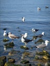 Seagulls standing on rocks resting at seaside Royalty Free Stock Photo