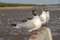 Seagulls standing on a concrete with the sea background.