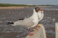 Seagulls standing on a concrete with the sea background.