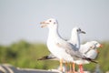 Seagulls standing on the fence on blurred trees background Royalty Free Stock Photo