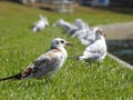 Seagulls standing on green grass in park Royalty Free Stock Photo