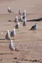 Seagulls standing in line on the sand in front of each other looking at the camera Royalty Free Stock Photo